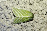 Pseudoips prasinanus