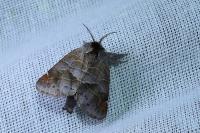 Clostera pigra