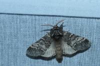 Drymonia ruficornis