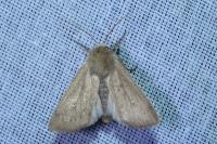 Mythimna sicula