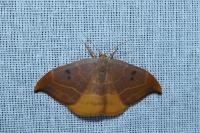 Watsonalla binaria