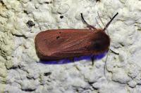 Phragmatobia fuliginosa