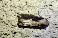 Egira conspicillaris