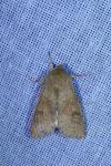 Orthosia miniosa