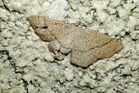 Cyclophora ruficiliaria