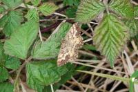 Ematurga atomaria