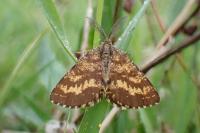 Ematurga atomaria