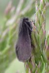 Epichnopterix