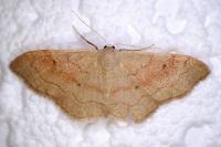 Idaea rubraria