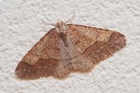 Phigaliohybernia marginaria