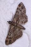 Gymnoscelis rufifasciata