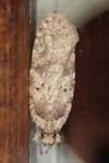 Agonopterix heracliana