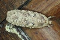 Agonopterix heracliana