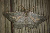 Nychiodes notarioi