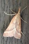 Synaphe punctalis
