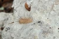 Paidia rica