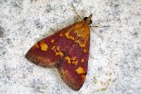 Pyrausta aurata