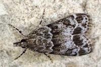 Eudonia mercurella