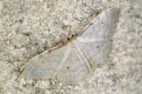 Idaea fuscovenosa