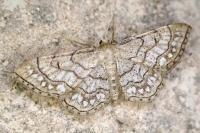 Idaea moniliata