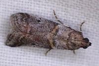 Acrobasis