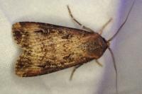 Agrotis ipsilon
