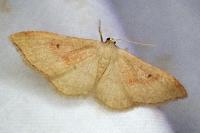 Idaea rubraria