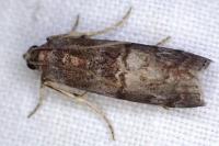 Phycita