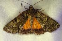 Polyphaenis sericata