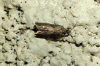 Dichrorampha acuminatana