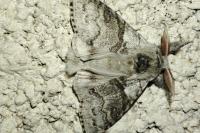 Calliteara pudibunda