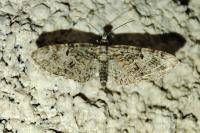 Eupithecia dodoneata