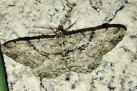 Peribatodes rhomboidaria
