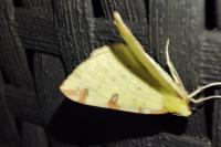 Opisthograptis luteolata