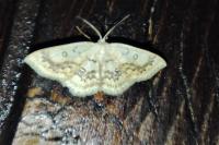 Cyclophora annularia