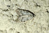 Nola confusalis