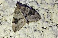 Thera obeliscata tristrigaria