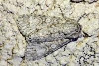 Acronicta aceris