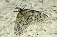 Acasis viretata