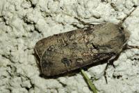 Agrotis segetum