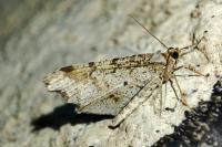 Macaria alternata