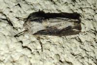 Egira conspicillaris
