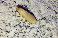 Wittia sororcula