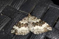 Epirrhoe alternata