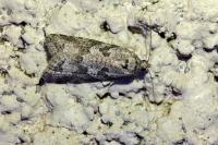 Cnephasia cupressivorana