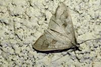 Mecyna asinalis