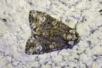 Craniophora ligustri