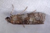 Phycita