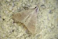 Mecyna asinalis
