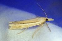 Ancylolomia palpella / Ancylolomia tentaculella / Ancylolomia disparalis